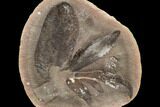Macroneuropteris Fern Fossil Cluster - Mazon Creek #113210-1